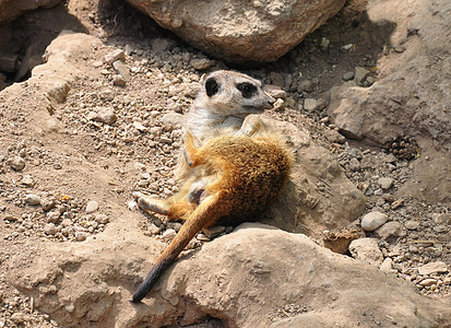 Suricate 苏里卡塔 suricatta睡眠说谎棕色哺乳动物动物野生动物图片