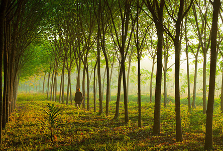 有阳光的树旅行树干日光墙纸国家树木背光射线热带叶子图片