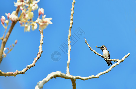 古巴蜜蜂蜂鸟图片