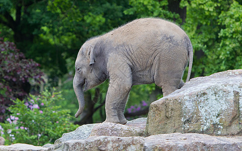 大象宝宝快乐厚皮跑步公园濒危灰色小牛树干象牙荒野环境图片