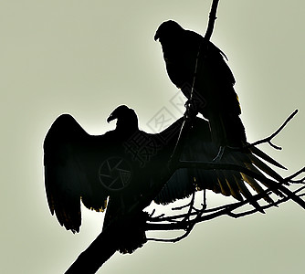 土耳其硫磷中的秃鹫秃鹰动物翅膀腐肉荒野鸟类羽毛死鸟天空世界图片