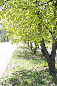 大道路面草地树木植物群分支机构植物学植物绿色街道树叶背景图片