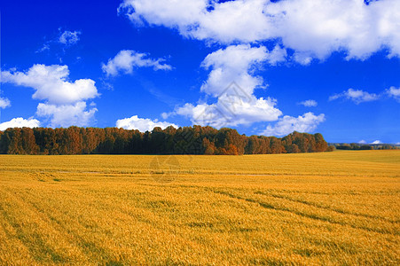 实地概念形象环境太阳草地晴天蓝色棕色天气场景天空白色图片