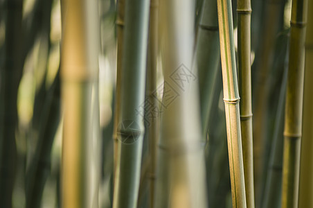 绿竹和棕竹细节枝条棕色花园栅栏植物森林木头绿色冥想图片