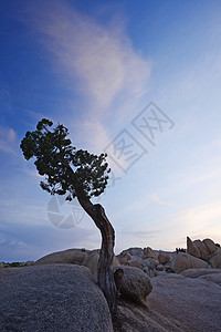 沙漠中的孤树树干地面编队公园植物国家生长图片