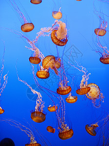 橙黄色水母蓝色海洋学海洋热带情调橙子生物野生动物异国动物图片