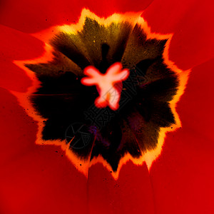 花背景宏观红色力量图片
