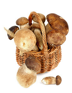 Boletus 蘑菇生食饮食棕色蔬菜素食健康饮食森林食物褐色食用菌图片