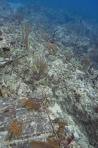 珊瑚礁生命异国岩石鲇鱼爬坡冒险废墟生活裂缝蓝色旅行图片