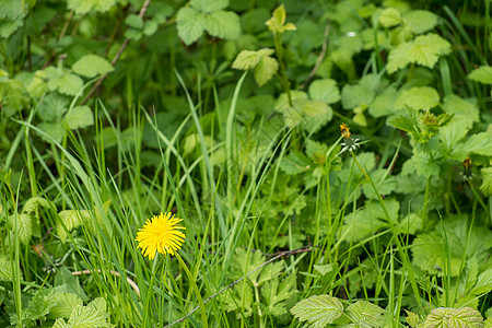 花层黄色杂草绿色生长图片