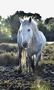 白色卡玛格马的肖像天空出处国家马匹荒野农场头发动物鬃毛风景图片