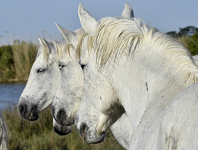 白色卡玛格马的肖像自由宠物动物河口头发农场耐力马匹荒野马术图片