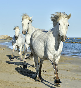 白色卡玛格马的肖像马匹动物头发赛马速度故事跑步马术出处湿地图片