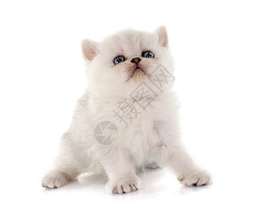 小猫奇特短发猫科工作室白色动物虎斑宠物背景图片