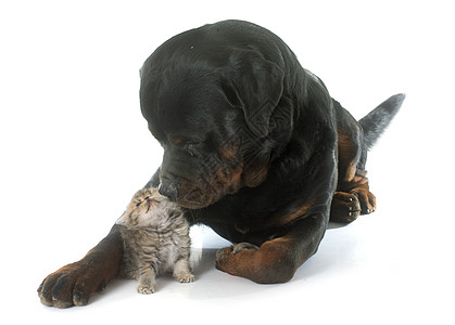 小猫和小猫 异国短发动物黑色工作室棕色虎斑宠物男性猫科朋友们图片