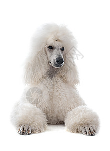 白标准面条动物毛皮宠物工作室白色冒充图片