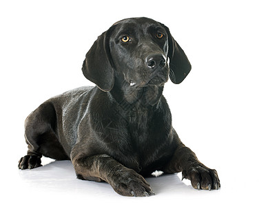 拉布拉多检索器猎狗动物宠物女性工作室成人黑色图片