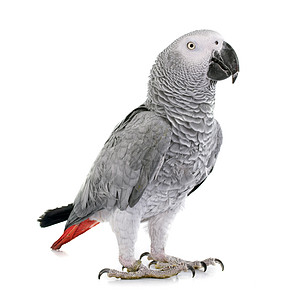 非洲灰鹦鹉鹦鹉羽毛灰色野生动物红色工作室宠物动物图片