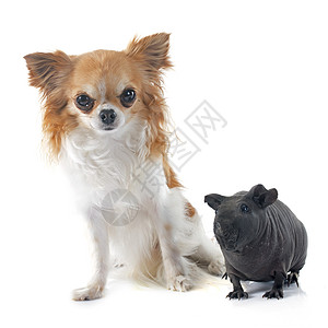 猪和吉华花黑色宠物工作室动物小狗豚鼠无毛哺乳动物男性图片