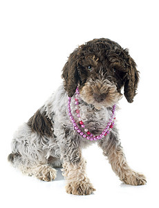 罗姆水狗水犬动物棕色衣领珍珠小狗珠宝宠物图片