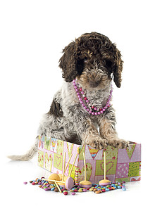 珍珠工艺罗姆水狗水犬珠宝动物小狗盒子珍珠衣领棕色工艺宠物背景