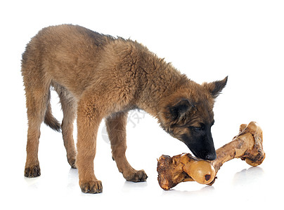 比利时牧羊人Tervurren和骨头宠物动物小狗棕色工作室牧羊犬图片