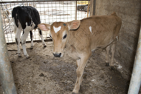 乳奶小牛肉棕色农场哺乳动物牛肉农村乡村牛奶奶制品场地农业图片