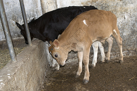 乳奶小牛肉家畜护理白色农业牧场场地哺乳动物农村牛奶农场图片