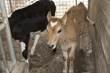 乳奶小牛肉动物白色农业婴儿乡村牧场奶制品家畜哺乳动物农村图片