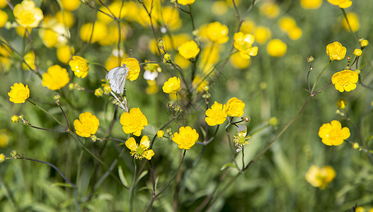 蝴蝶在黄油花上植物群翅膀金发绿色乌鸦植物姑娘黄色植物学图片