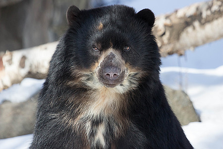 安第斯大熊背景图片