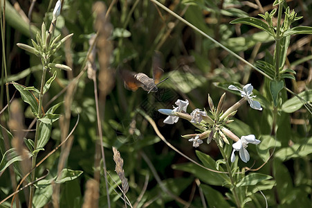 蜂鸟或Trochilidae苍蝇野生动物场地荒野少年动物白色植物喉咙飞行翅膀图片
