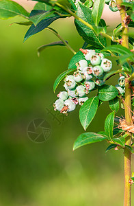 蓝莓树枝 花园里的蓝莓树丛图片