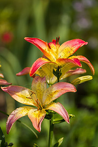 百合花白色植物学绿色植物植物群花园花朵图片