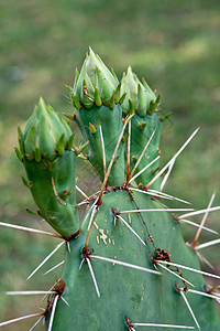 刺青梨(Opuntia)芽图片