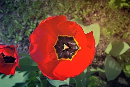 花园里的红色郁金香花季节花瓣叶子乡村绿色植物学生长露天雄蕊植物图片