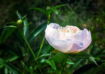 绿叶中闪耀着白小马花园植物学花朵植物群白色紫色露天季节装饰品绿色图片