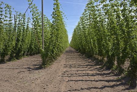 俄勒冈州农牧业和跳跃农业灌溉种植乡村土壤绿叶植物商业种植园原料啤酒图片