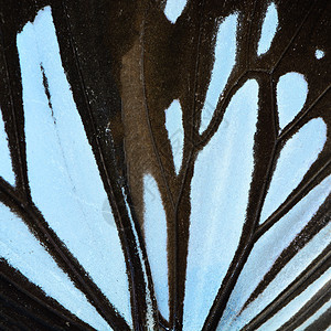 蓝蝴蝶翅膀野生动物蓝色宏观热带动物昆虫图片