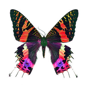 白色上孤立的花丽蝴蝶脆弱性生物学紫色热带昆虫绿色君主黑色翅膀黄色图片
