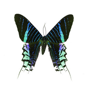 白色上孤立的花丽蝴蝶生物学黑色野生动物绿色热带君主粉色动物飞行蓝色图片