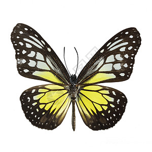 黄玻璃虎蝴蝶异国失水症昆虫斑点宏观情调白色老虎玻璃状翅膀图片