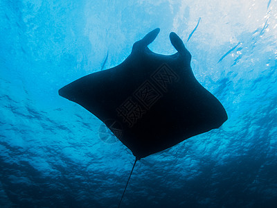 特写泰国北安达曼的芒塔射线潜水旅行白色野生动物黑色蓝色热带珊瑚海洋动物图片