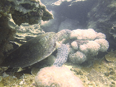 特写泰国北安达曼的海龟潜水员潜水生活浮潜动物绿色蓝色游泳热带海洋图片