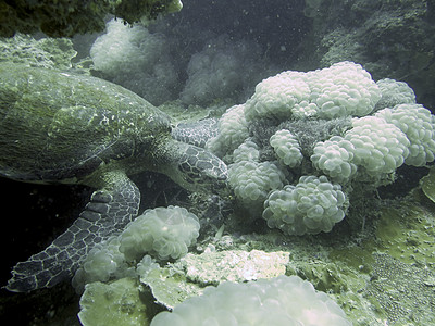 特写泰国北安达曼的海龟珊瑚游泳海洋生活热带潜水员绿色红色浮潜潜水图片