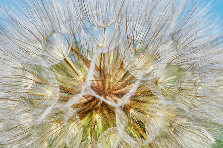 Dandelion 密闭宏观种子背景图片
