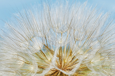 Dandelion 密闭种子宏观背景图片