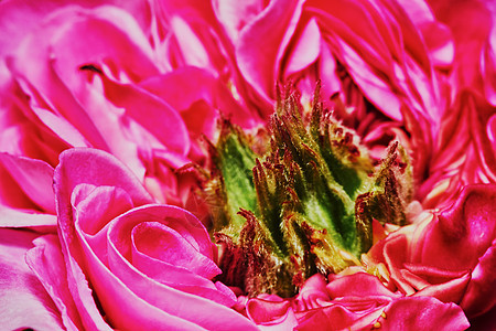 红红茶玫瑰花背景图片