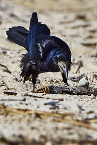 乌鸦动物学羽毛荒野腐肉海滩黑色图片