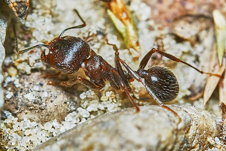 花园外面的蚂蚁环境生物学工作棕色昆虫宏观背景图片